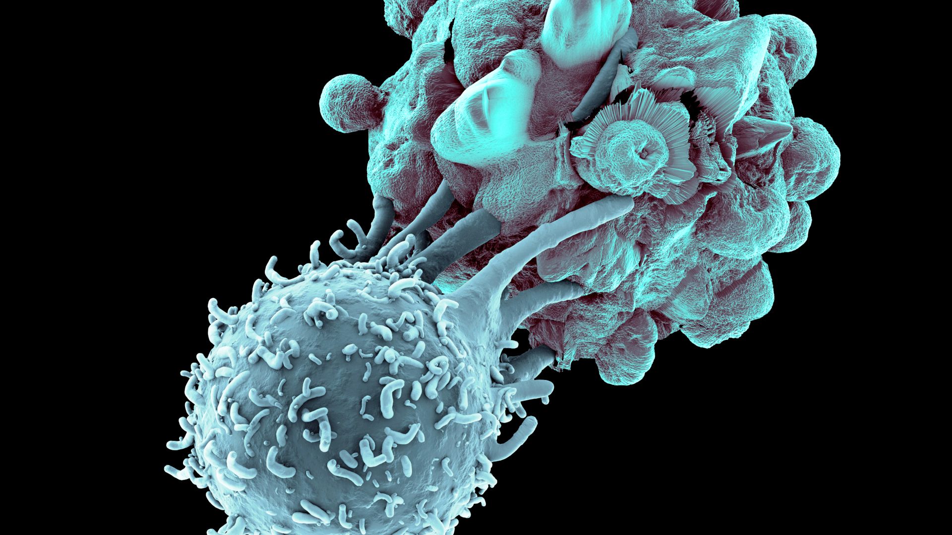 Immune Effects Safety