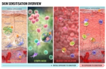 Skin Sensitisation AOP